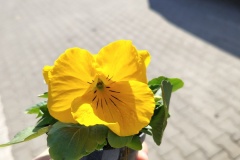 IMG_20260305_123341940_HDR