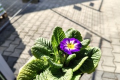 IMG_20260305_123837901_HDR